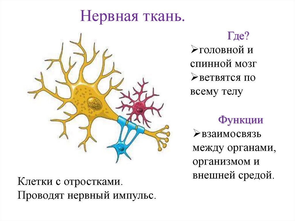 Нервная ткань состоит из ответ. Нервная ткань. Регенерация нервной ткани. Строение нервной ткани кратко.