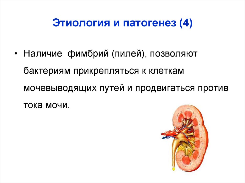 Системы пиелонефрита
