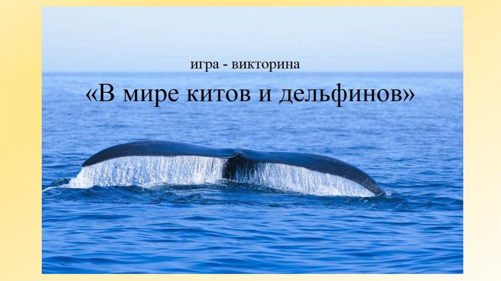 Мир Китов Фото