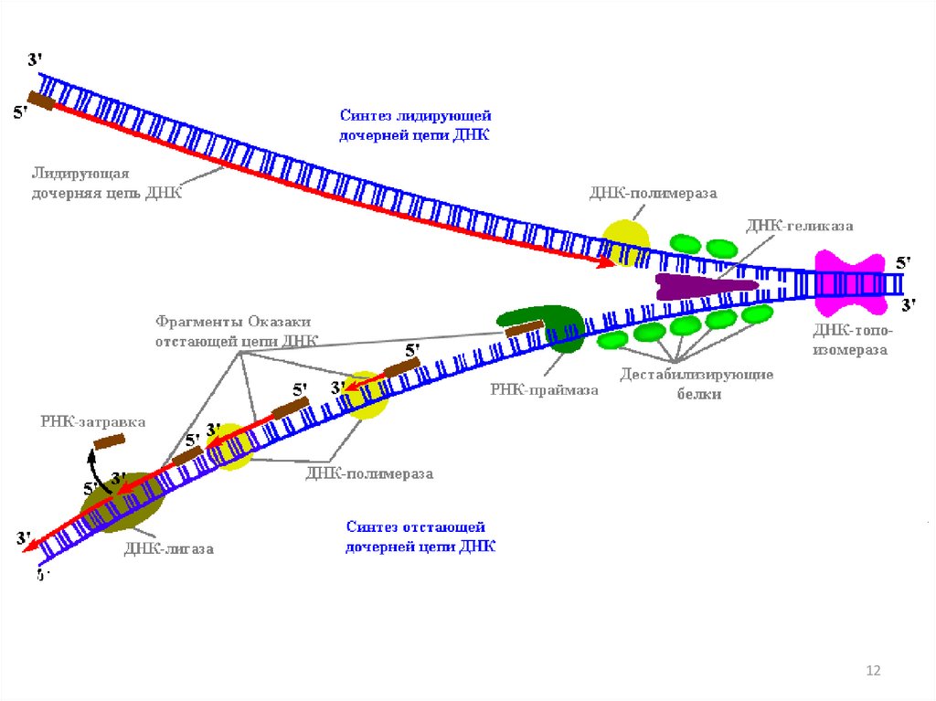 Рнк затравка. Синтез лидирующей дочерней цепи ДНК. Схема процесса репликации ДНК. Репликация схема репликативной вилки. Репликация ДНК лидирующая цепь.