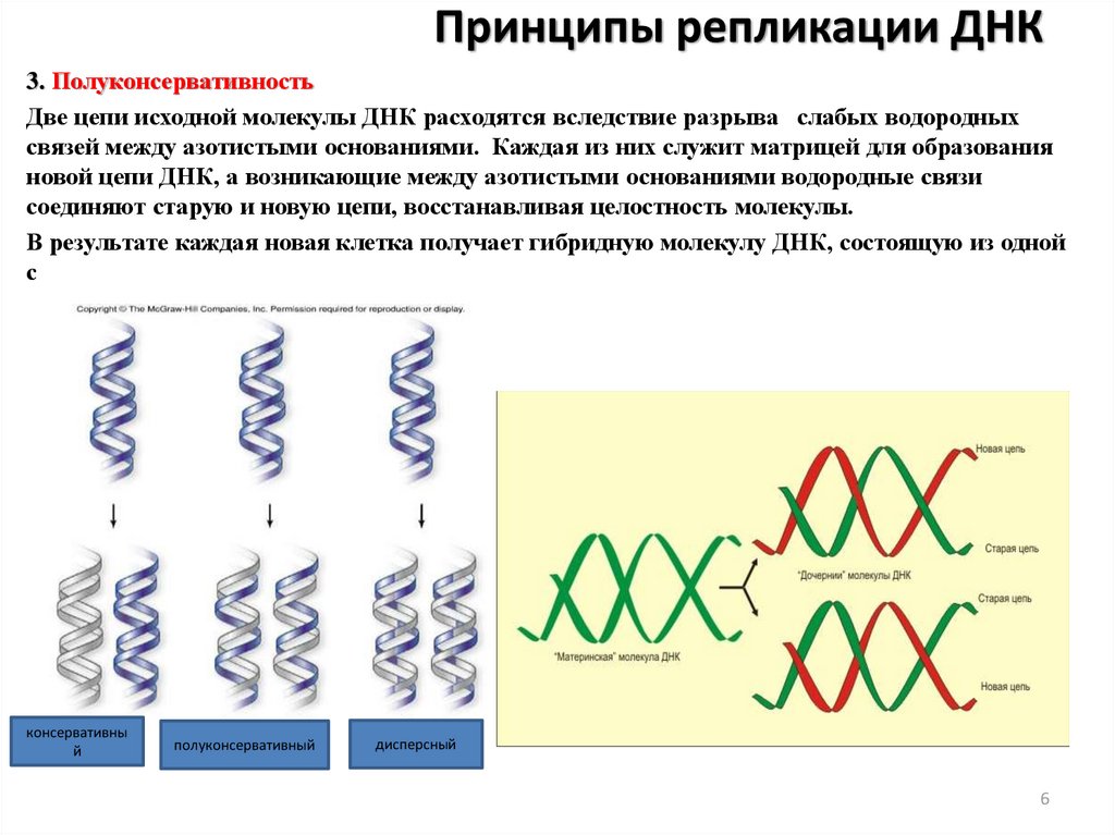 Разрыв цепи днк. Водородные связи в ДНК. Связи в молекуле ДНК. Разрыв водородных связей ДНК. Разрыв водородных связей в ДНК-матрице.
