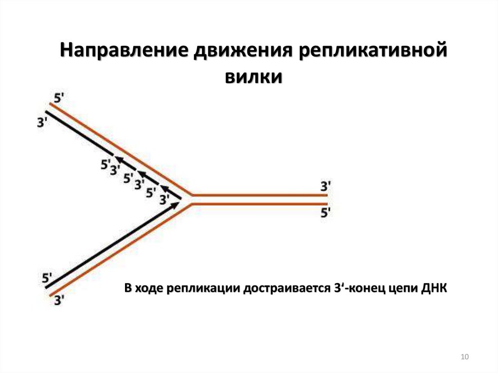 Схема репликационной вилки