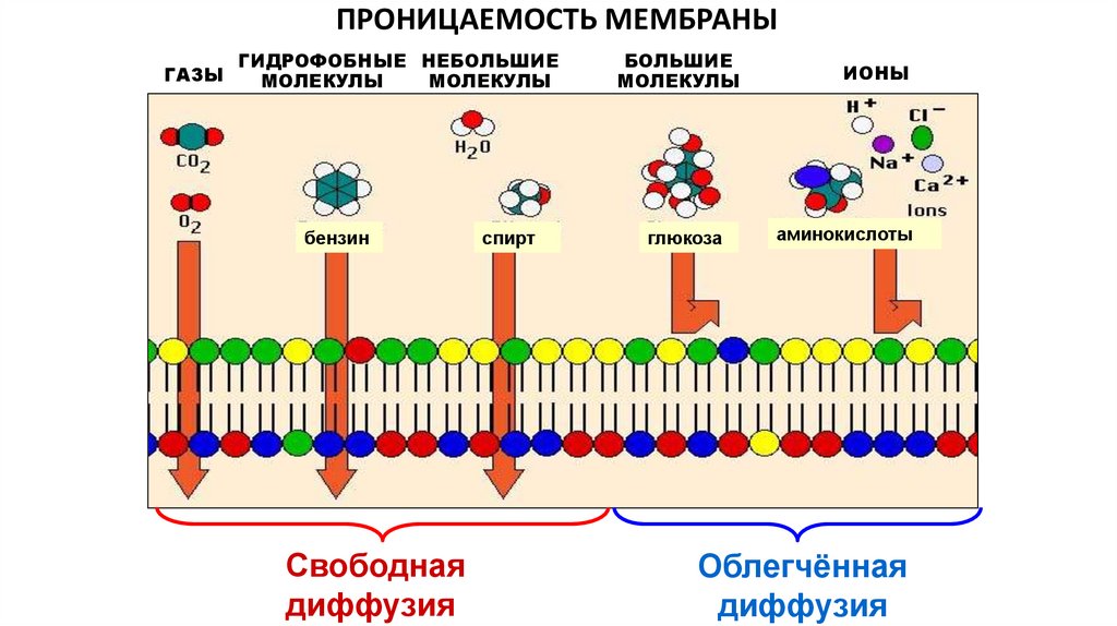 Состоят из большого числа клеток