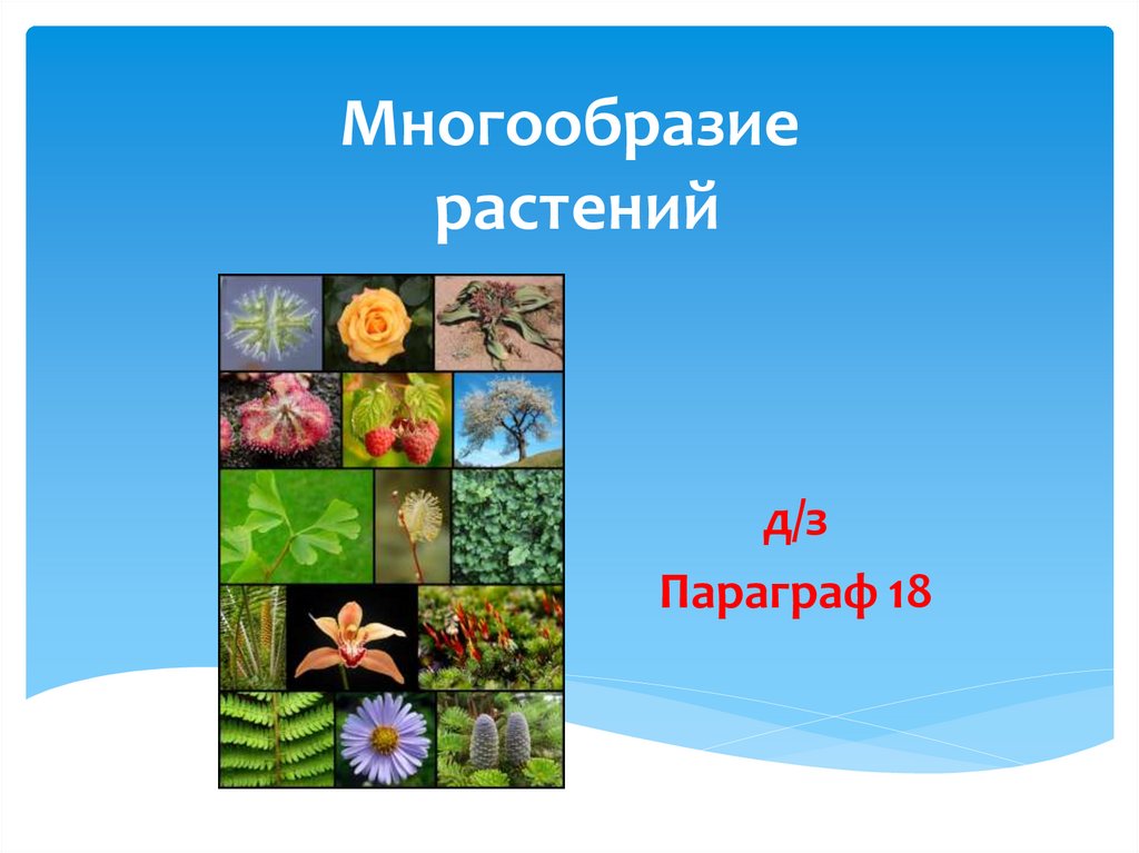 Многообразие растений презентация