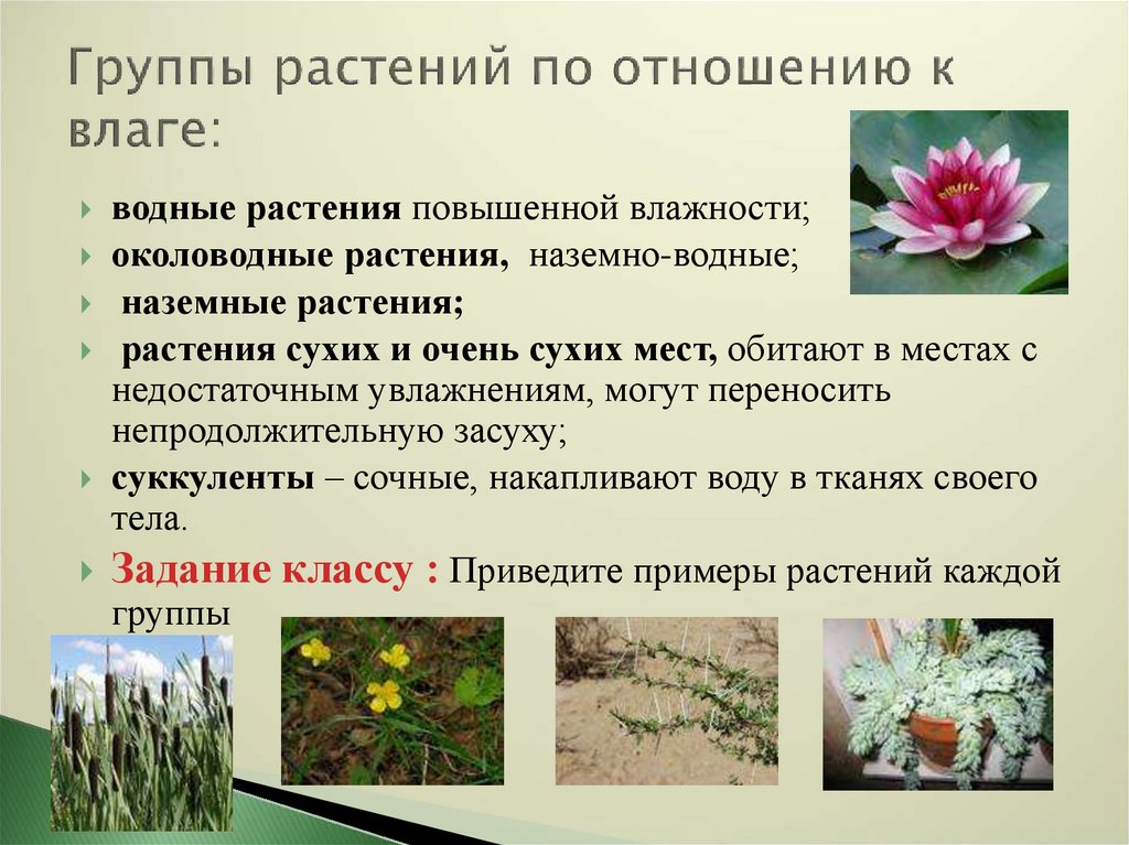 Группы растений по отношению к влаге: