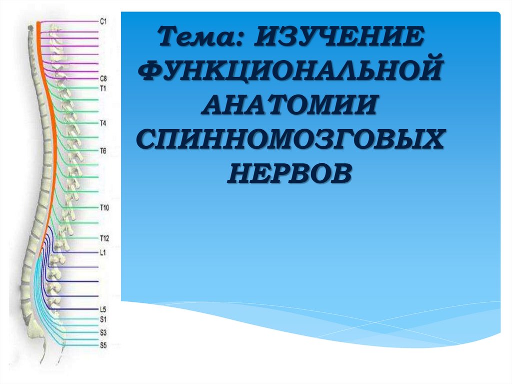 Передние ветви спинномозговых нервов