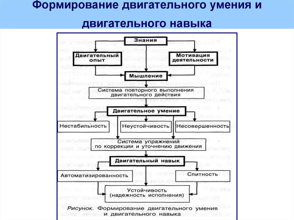 Развитие двигательные умения и навыки