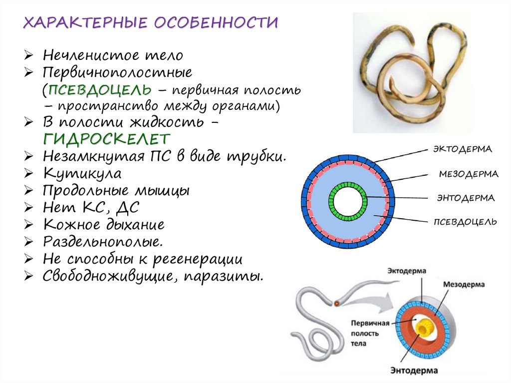 Стенка тела круглых червей представлена