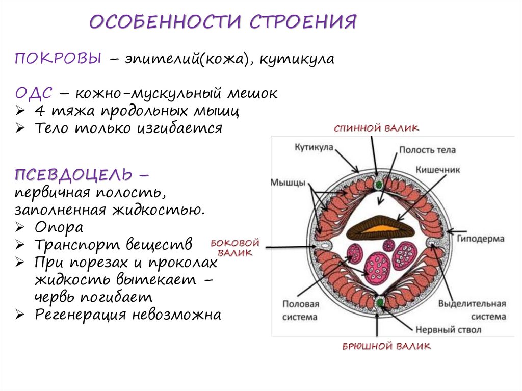 Вторичная полость тела имеется у