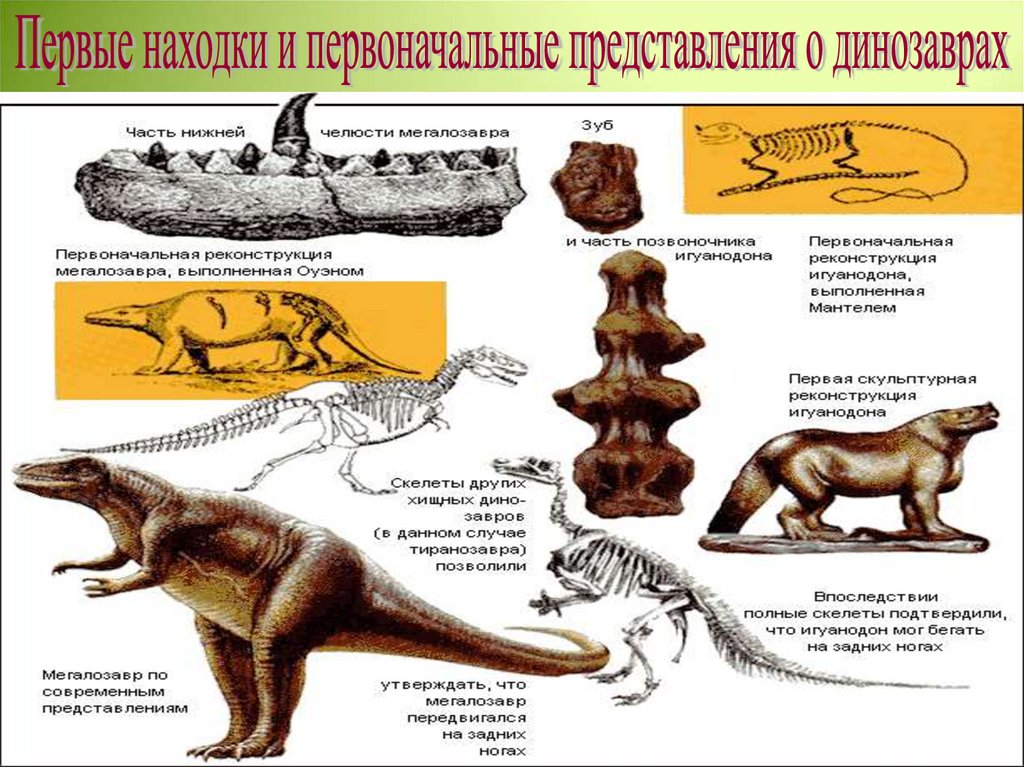 Ранние представления. Первые представления о динозаврах.