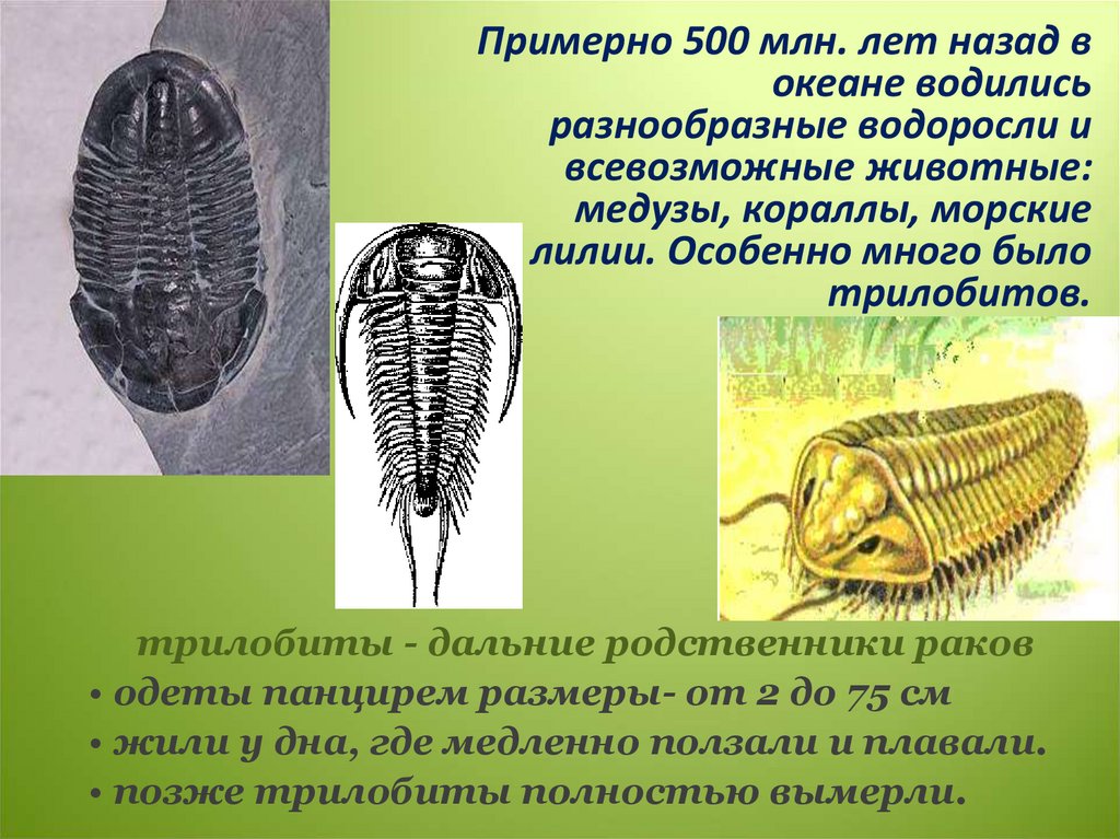 Презентация на тему развитие жизни на земле