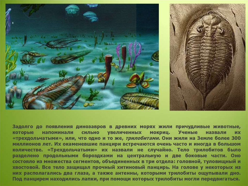 Организмы древних времен. Первые организмы на земле. Первые живые обитатели земли. Появление живых организмов. Древние живые организмы.