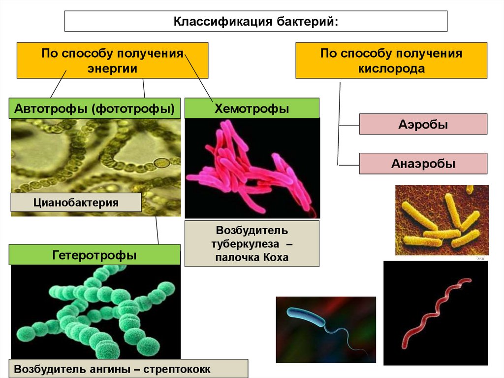 Грибы хемотрофы