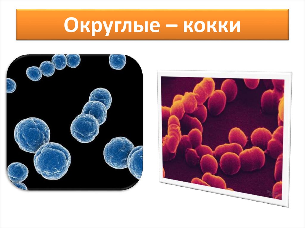 Бактерия кокки картинки