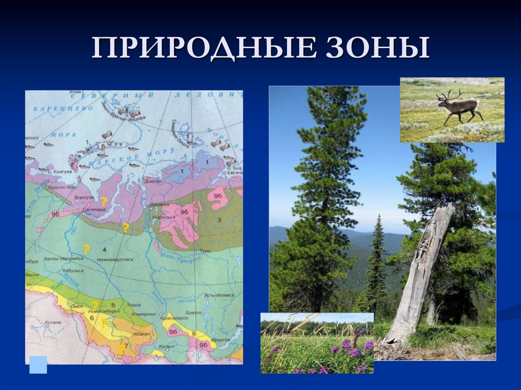 Перечислите природные зоны западно сибирской равнины