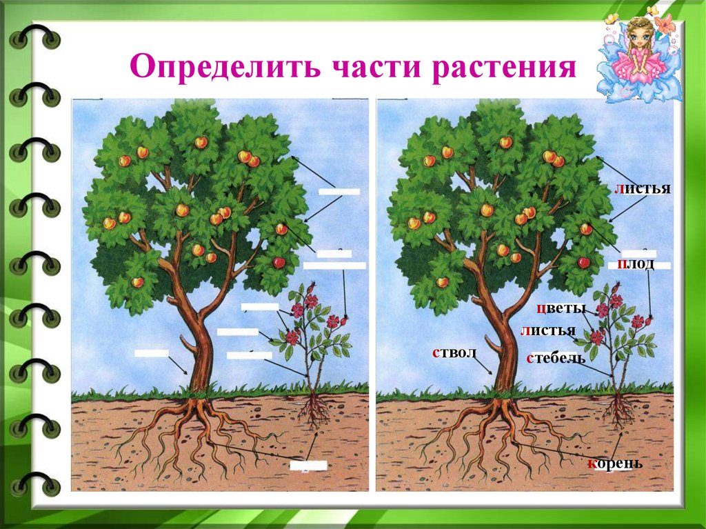 Окружающий мир 1 класс рисунок растения