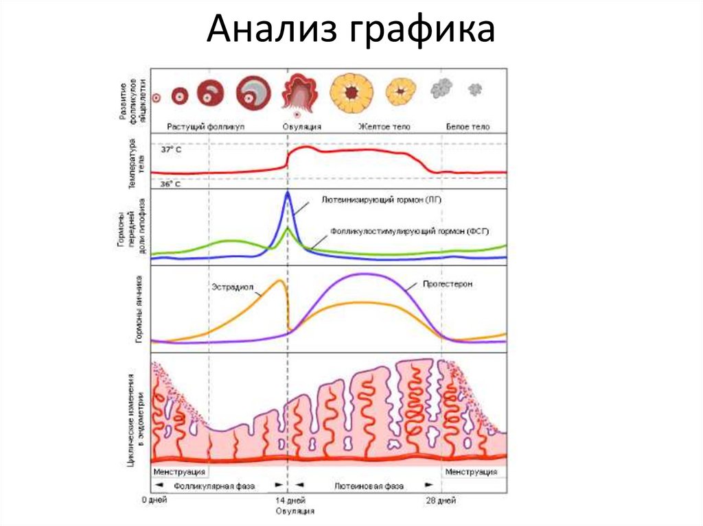 Анализ графика