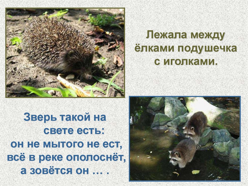 загадка лежала между елками подушечка. лежала между елочками подушечка с иголочками. лежала между ёлками подушечка с иголками тихонечко. загадка про ежа. загадка лежала между елками подушечка.