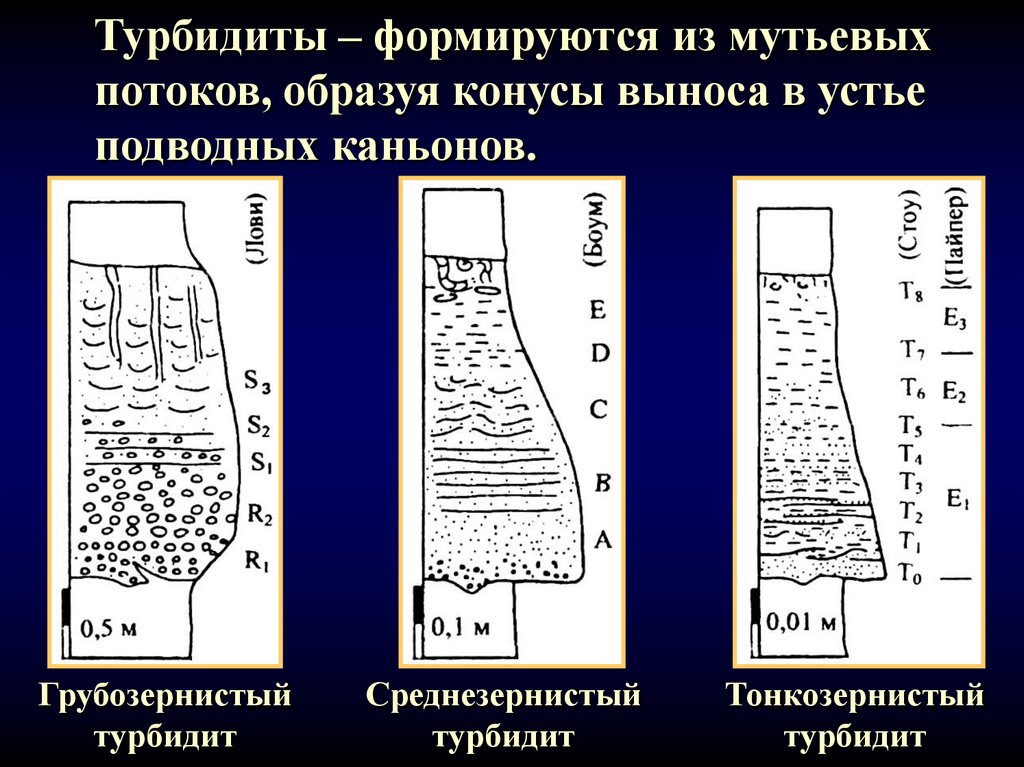 Турбидиты – формируются из мутьевых потоков, образуя конусы выноса в устье подводных каньонов.