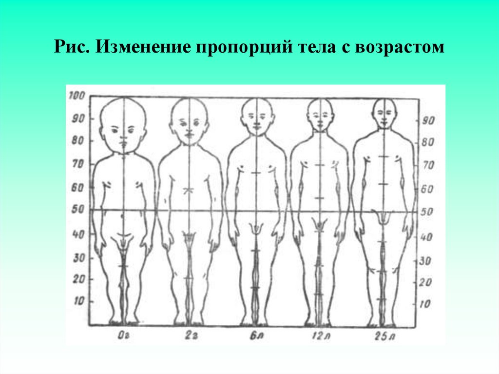 До какого возраста человек растет в высоту. Возрастные изменения пропорций тела человека. Изменение тела с возрастом. Закономерности роста и развития человека. Развитие тела человека с возрастом.