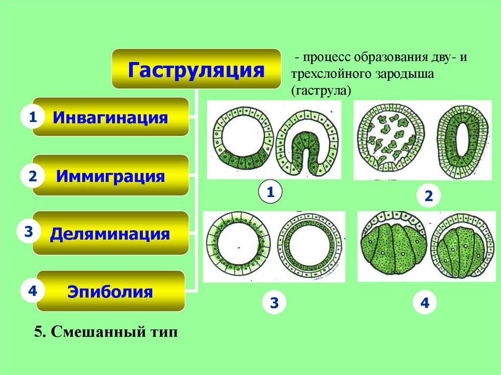 Пороки эмбрионального развития