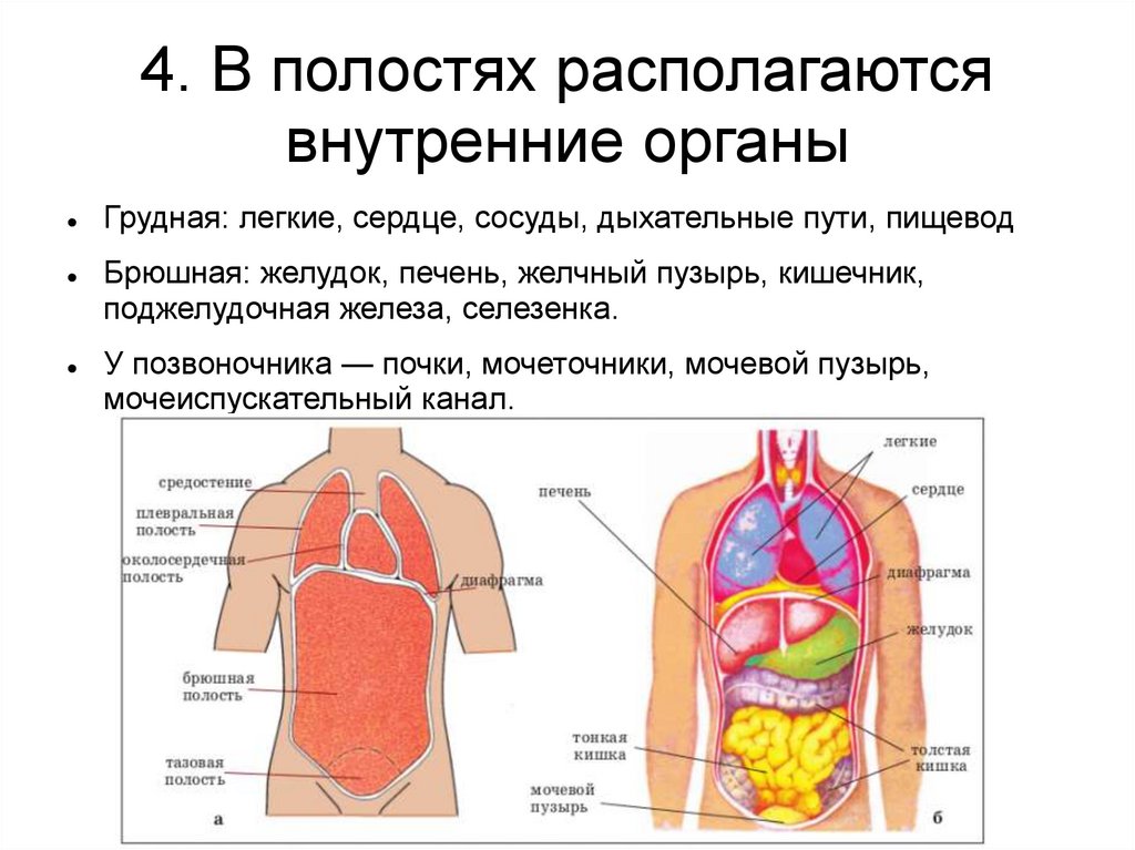 Брюшная и грудная полость тела. Строение органов человека. Организм человека схема. Внутренние органы человека схема.