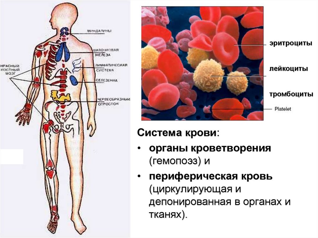 Система органов кроветворения схема. Анатомия кроветворной системы человека. Система крови кровь органы кроветворения. Органы кроветворной и иммунной системы. Органы кроветворения иммунной