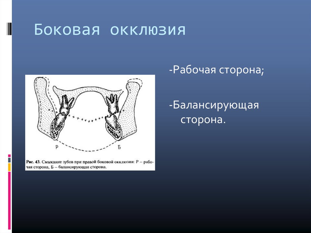 Правая окклюзия. Рабочая и балансирующая сторона в ортопедии.