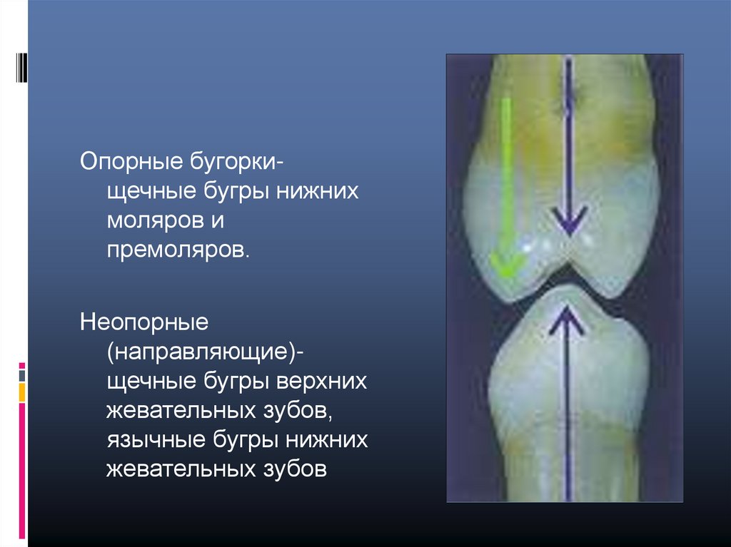 Базовые знания об окклюзии | VK