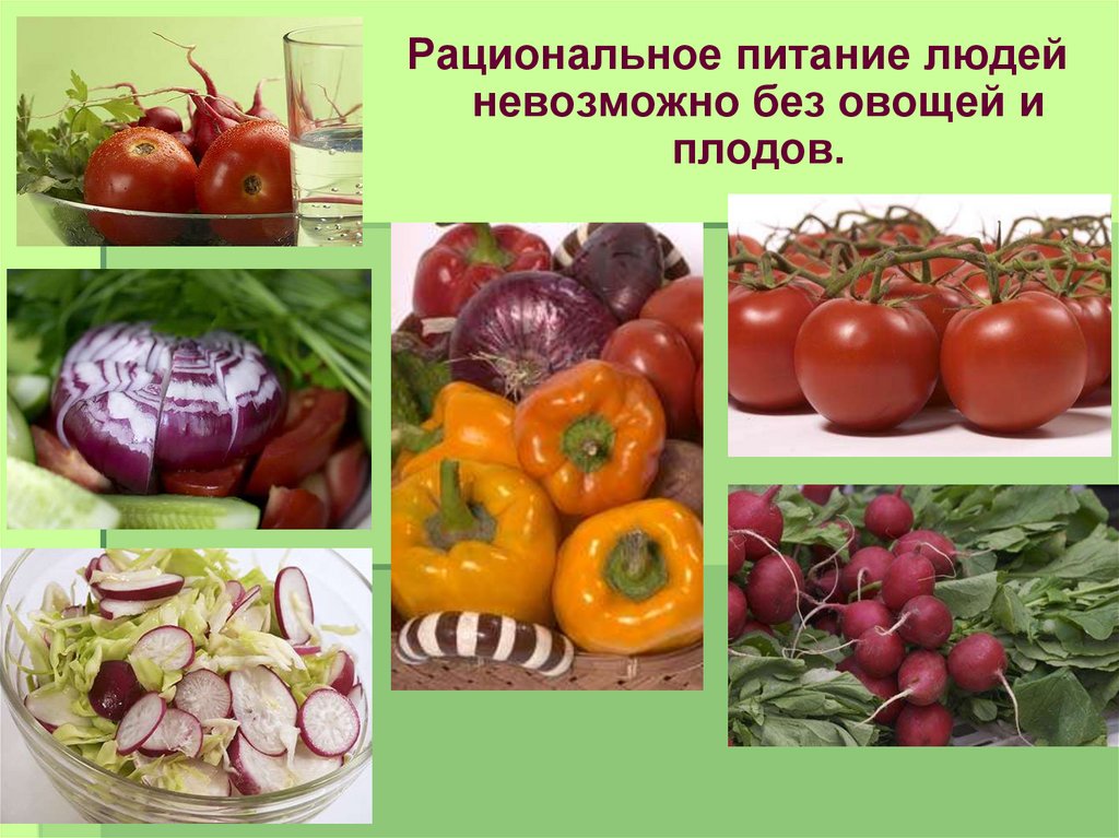 Обработка овощей тема. Пищевые овощные растения. Обработка овощей. Овощи в питании человека 5 класс. Плодовые овощи презентация.