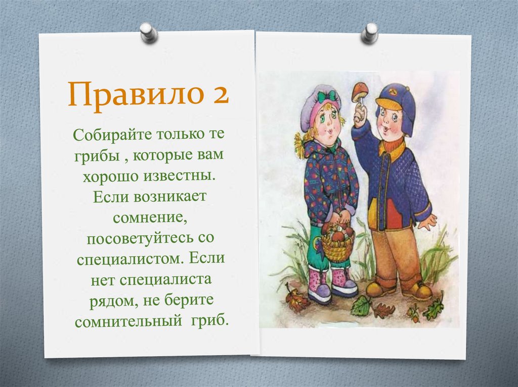 Какое главное правило грибников нарушил витя ответ