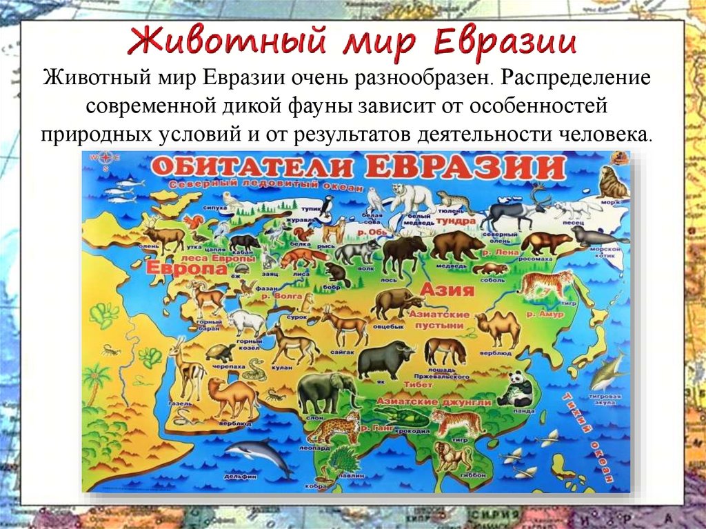 Северная евразия животный мир. Животный и растительный мир Евразии на карте. Животные Евразии. Животные материка Евразия.