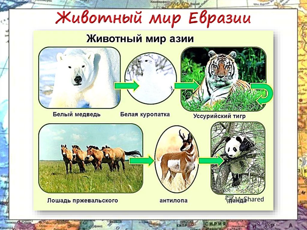 Евразия 4 класс окружающий мир. Животные Евразии. Животные материка Евразия. Животные для Евы. Растительный и животный мир Евразии.