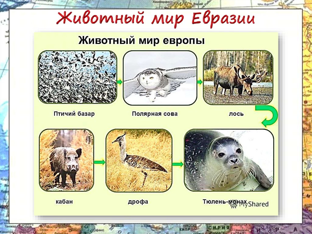 3 животных евразии. Животный мир Евразии. Растительный и животный мир Евразии. Животные Евразии презентация. Тесты по животным Евразии.