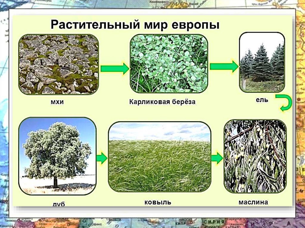 Растения и животные евразии презентация