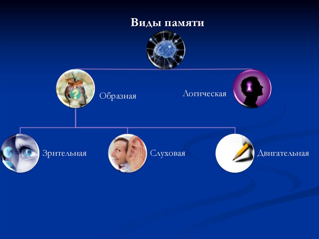 Память виды памяти ошибки памяти развитие памяти влияние памяти на когнитивные процессы