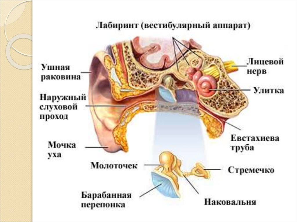 Полость внутреннего уха заполнена воздухом. Воспаление слухового прохода. Воспаление внутреннего уха. Воспалительные заболевания внутреннего уха лабиринтит анатомия. Воспаление наружного слухового аппарата.
