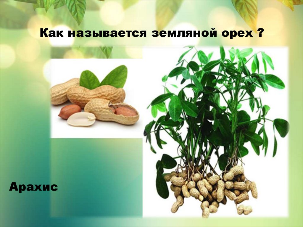 То есть наука о растениях составить. Занимательные вопросы о растениях. Как называют по научному земляные орехи. Угадай растение.