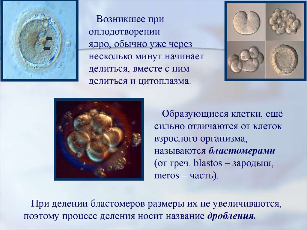 Образуется между бластомерами у зародышей животных. Индивидуальное развитие организма презентация. Клетка возникающая при оплодотворении. Клетки образующиеся при делении зиготы. Самые маленькие клетки в организме человека.