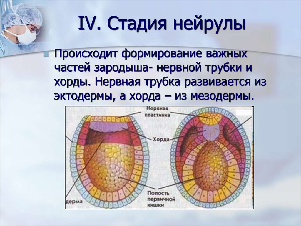 Рассмотрите рисунок подпишите части нейрулы обозначенные цифрами