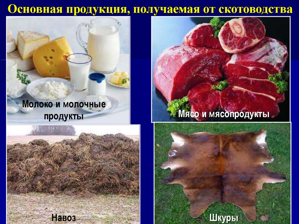 Основная продукция. Продукты скотоводства основные. Основная продукция получаемая от скотоводства. Мясо молоко и шкуры.