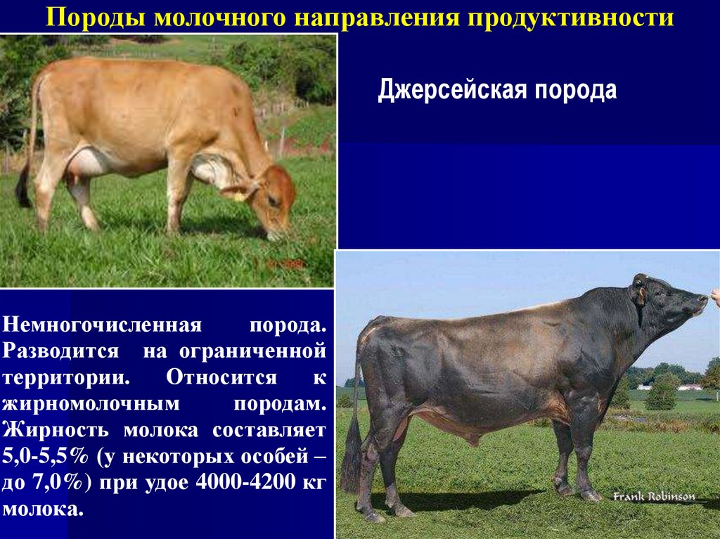 Продуктивные породы. Породы КРС молочного направления продуктивности. Породы коров молочного направления. Молочные породы крупного рогатого скота. Мясомолочная порода коров.