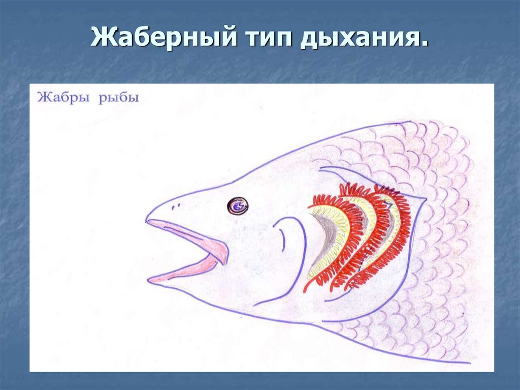 Рыба дышащая легкими. Жаберное дыхание у рыб. Рыба дышит жабрами. Жаберный Тип дыхания. Дыхательная система рыб без подписей.