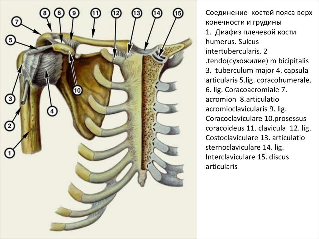 Соединение верхней костей. Анатомия соединение пояса верхних конечностей. Скелет плечевого пояса человека. Грудино ключичный сустав на скелете. Соединение костей плечевого пояса анатомия.