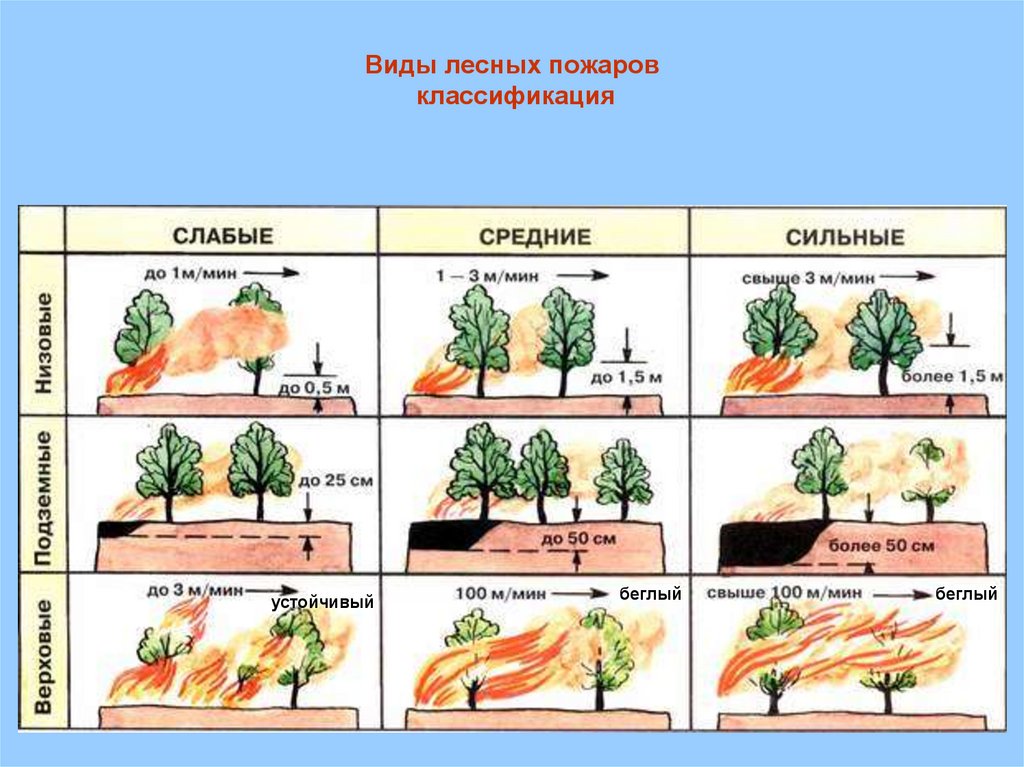 Развитие лесного пожара. Виды лесных пожаров. Классификация природных пожаров. Лесные пожары по характеру распространения. Классификация низовых лесных пожаров.