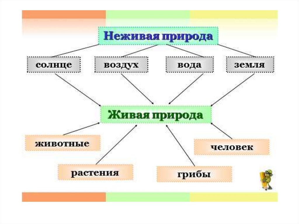 Дерево живая или неживая природа