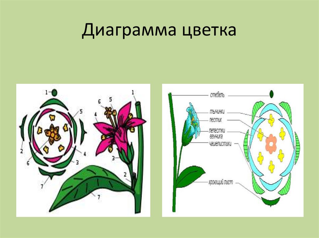 Цветок орган генеративного размножения растений. Диаграмма цветка. Генеративные органы: цветок плод с семенами. Цветковые растения диаграмма. Генеративные органы цветкового растения.