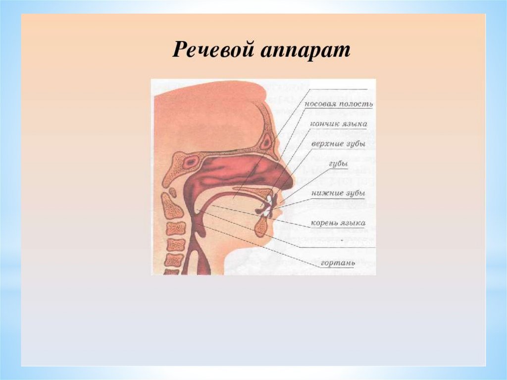 Схема речевого аппарата логопедия