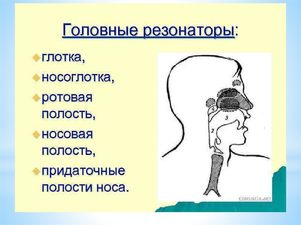 Нарушения речевого аппарата. Резонатор в голосовом аппарате человека. Резонаторные полости голосового аппарата. Верхние и нижние резонаторы голосового аппарата. Грудной и головной резонаторы в пении.