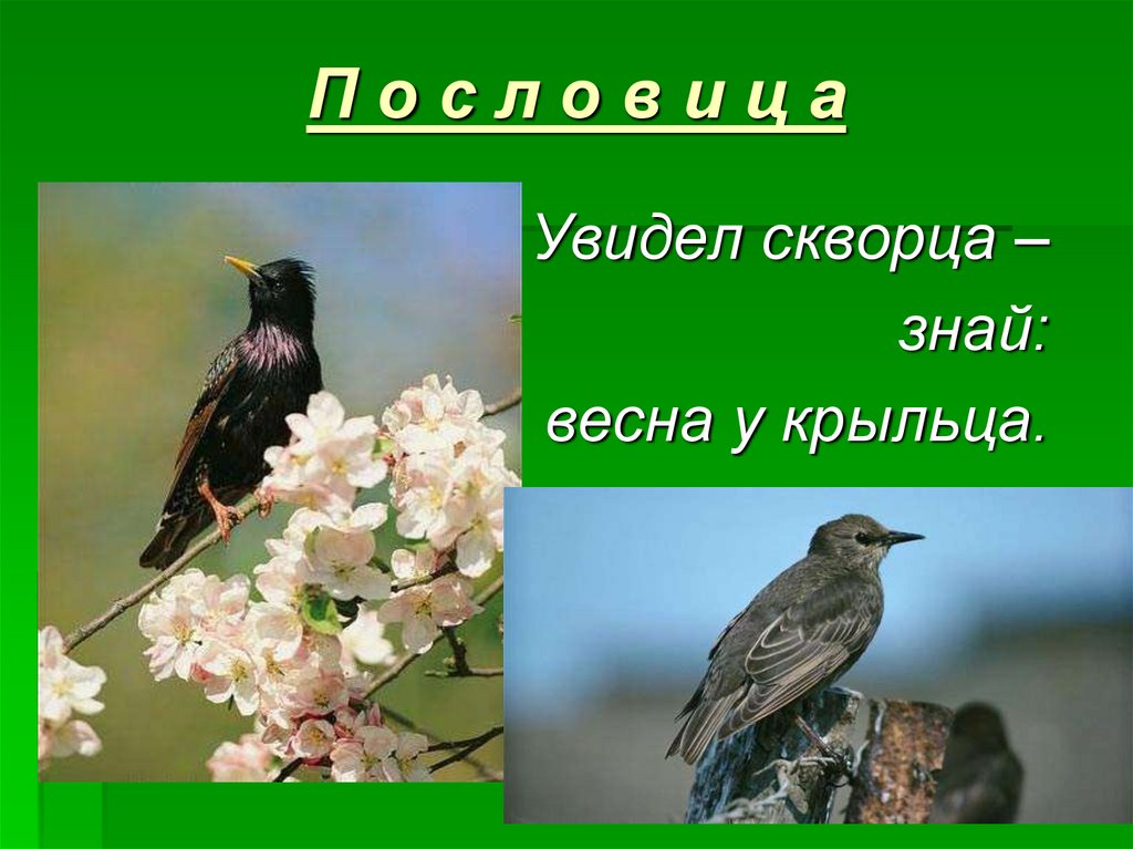 Тема недели птицы весной. Скворец весной. Весенние птицы.